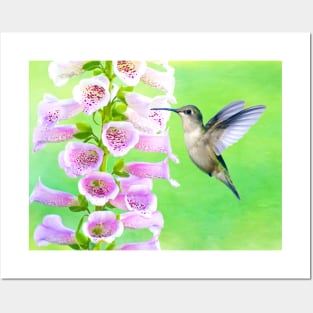 Hummingbird and Foxglove Posters and Art